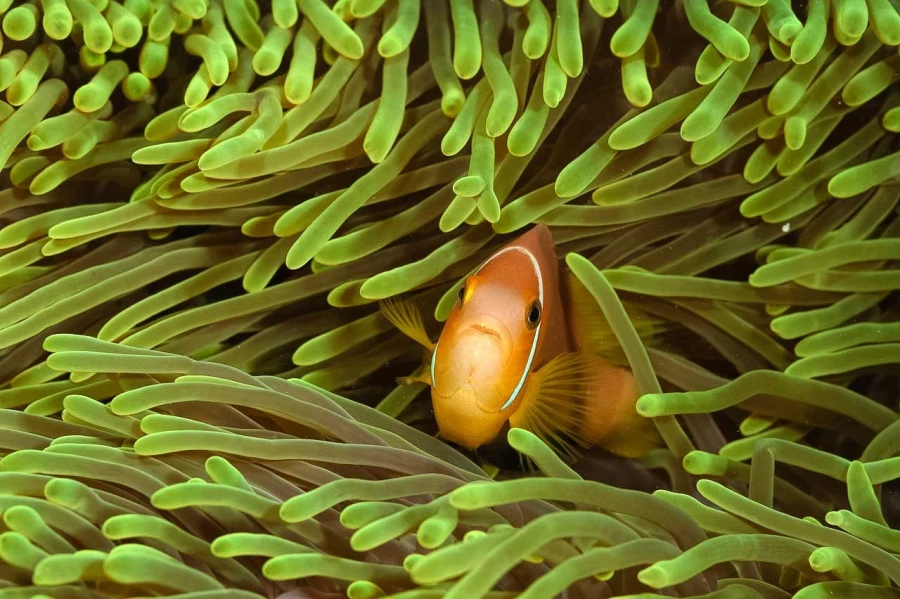 Amar Guillen underwater professional photographer