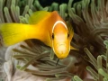 Amar Guillen underwater professional photographer