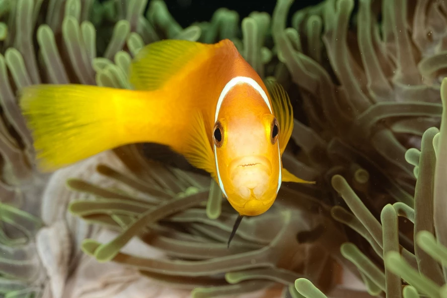 Amar Guillen underwater professional photographer