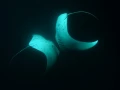 Amar Guillen underwater professional photographer