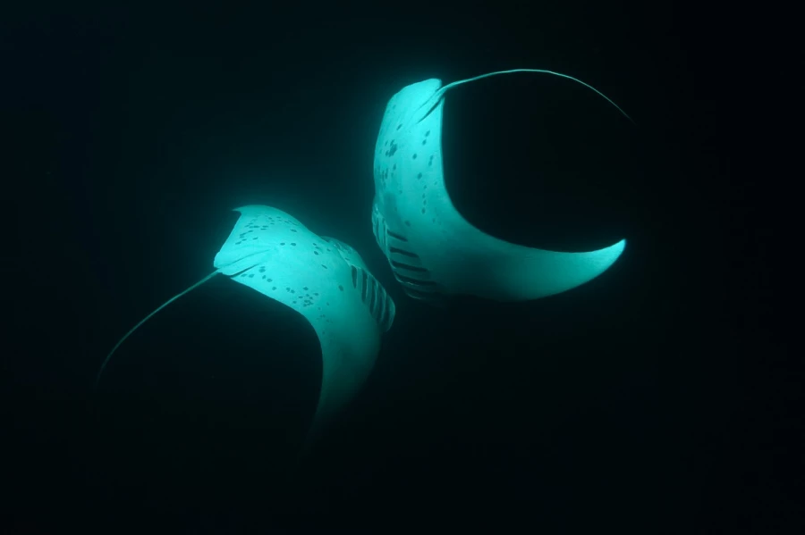 Amar Guillen underwater professional photographer