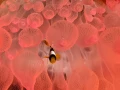 Amar Guillen underwater professional photographer