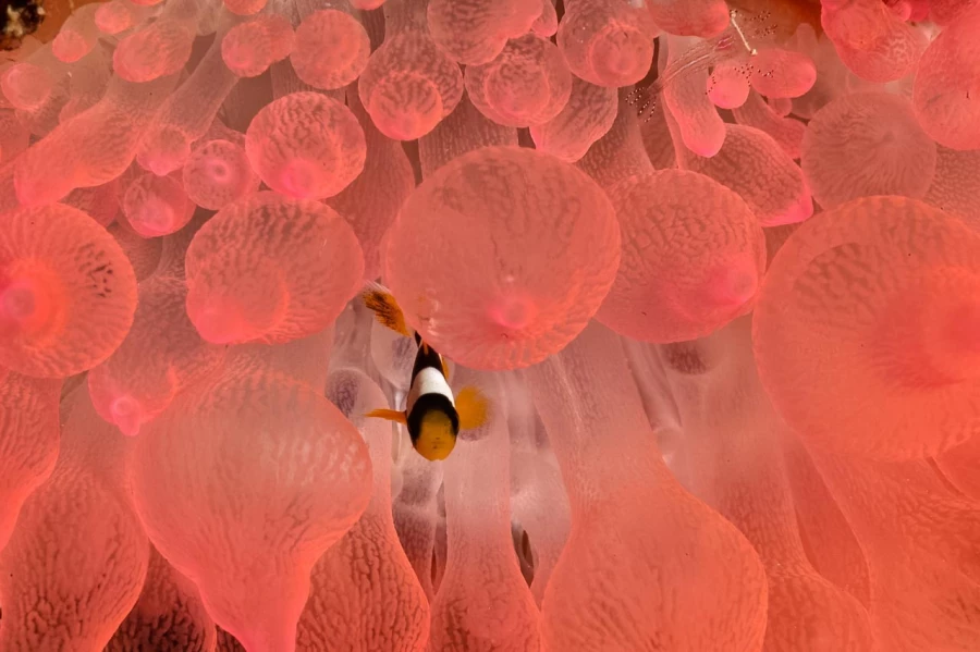 Amar Guillen underwater professional photographer