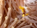 Amar Guillen underwater professional photographer