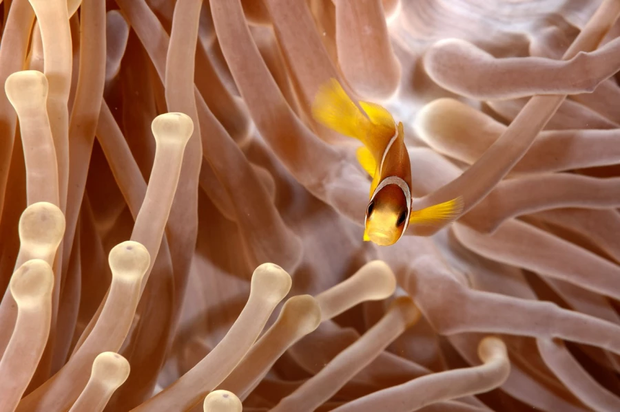 Amar Guillen underwater professional photographer