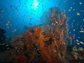 Amar Guillen underwater professional photographer