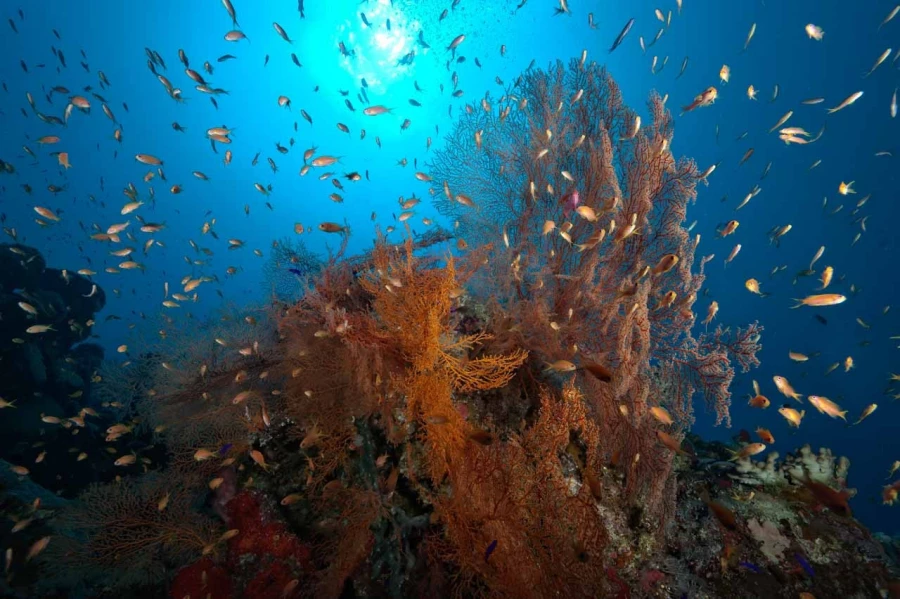 Amar Guillen underwater professional photographer