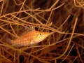 Amar Guillen underwater professional photographer