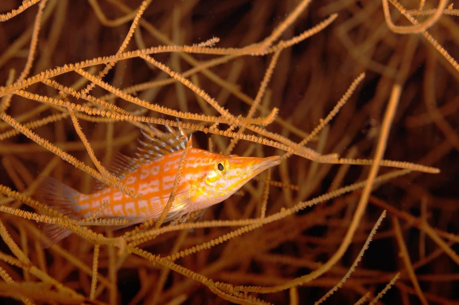 Amar Guillen underwater professional photographer