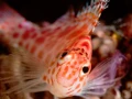 Amar Guillen underwater professional photographer