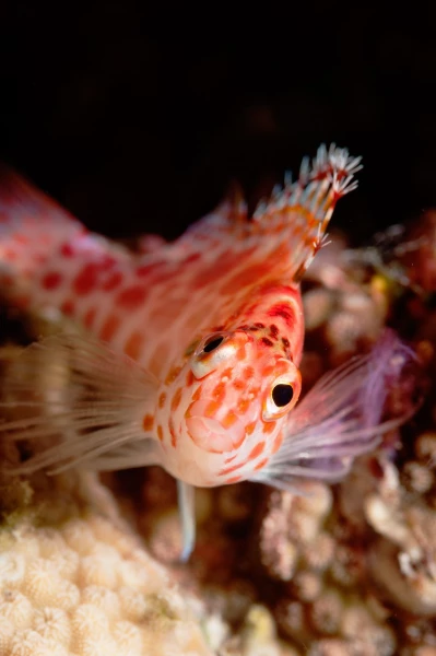 Amar Guillen underwater professional photographer