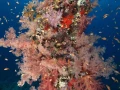 Amar Guillen underwater professional photographer