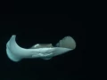 Amar Guillen underwater professional photographer