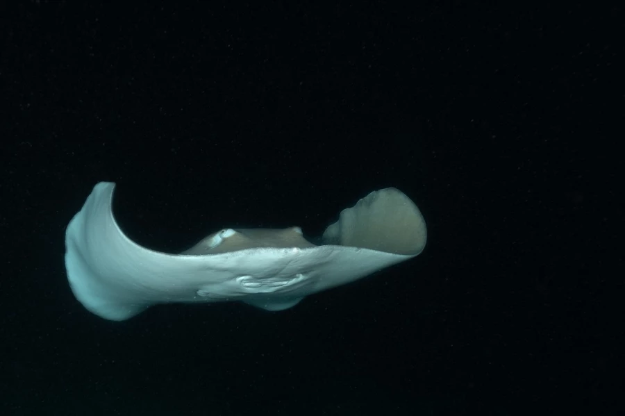 Amar Guillen underwater professional photographer