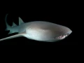 Amar Guillen underwater professional photographer