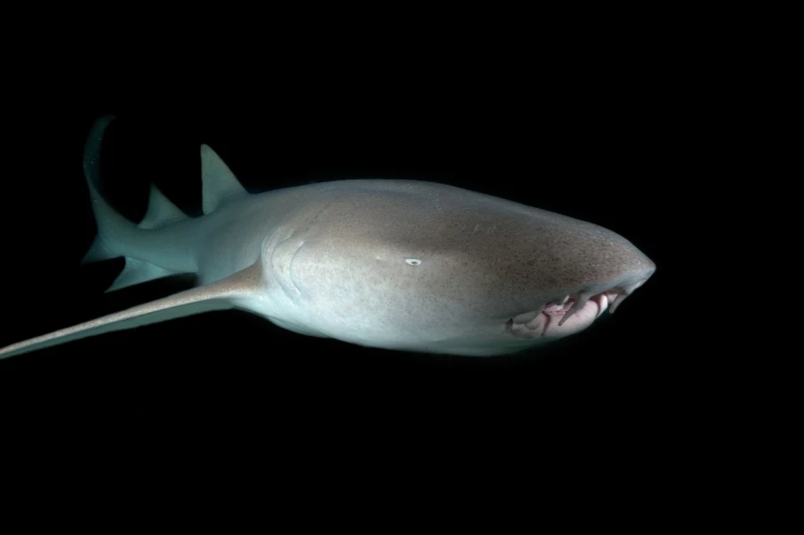 Amar Guillen underwater professional photographer