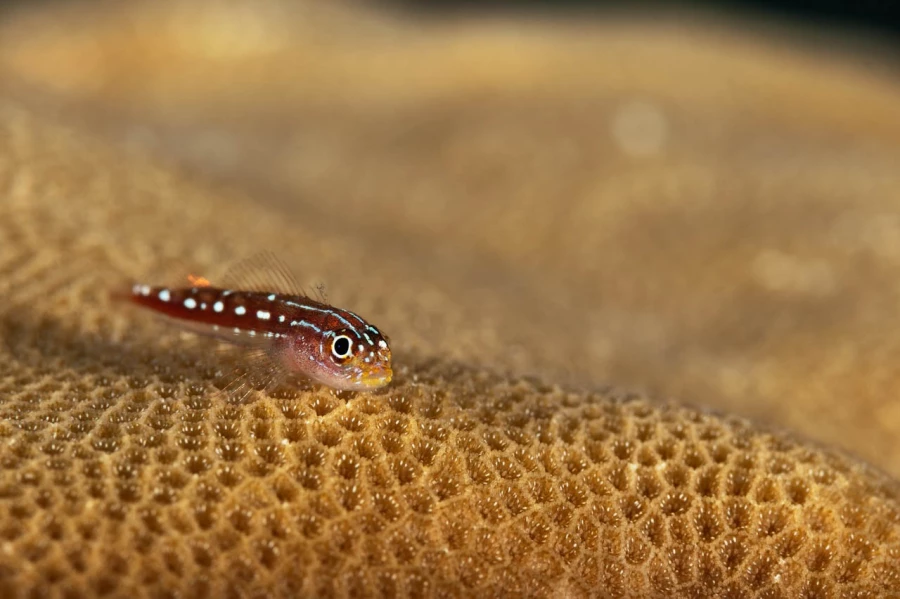 Amar Guillen underwater professional photographer