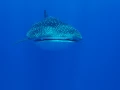 Amar Guillen underwater professional photographer