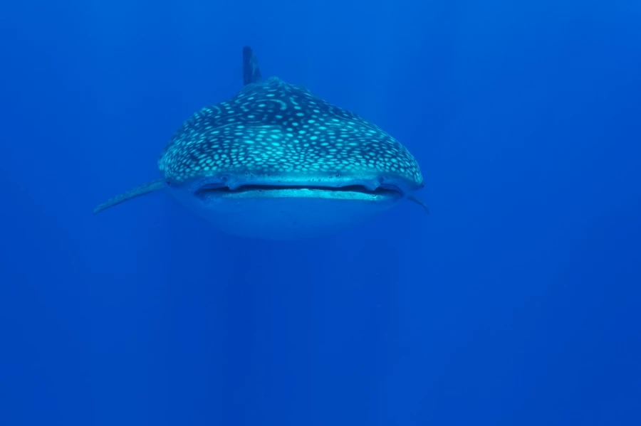 Amar Guillen underwater professional photographer
