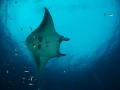 Amar Guillen underwater professional photographer