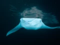 Amar Guillen underwater professional photographer