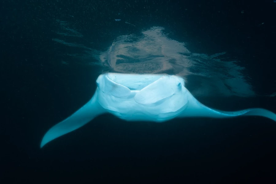 Amar Guillen underwater professional photographer