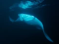 Amar Guillen underwater professional photographer