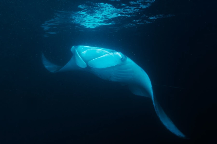 Amar Guillen underwater professional photographer