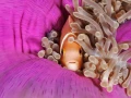Amar Guillen underwater professional photographer