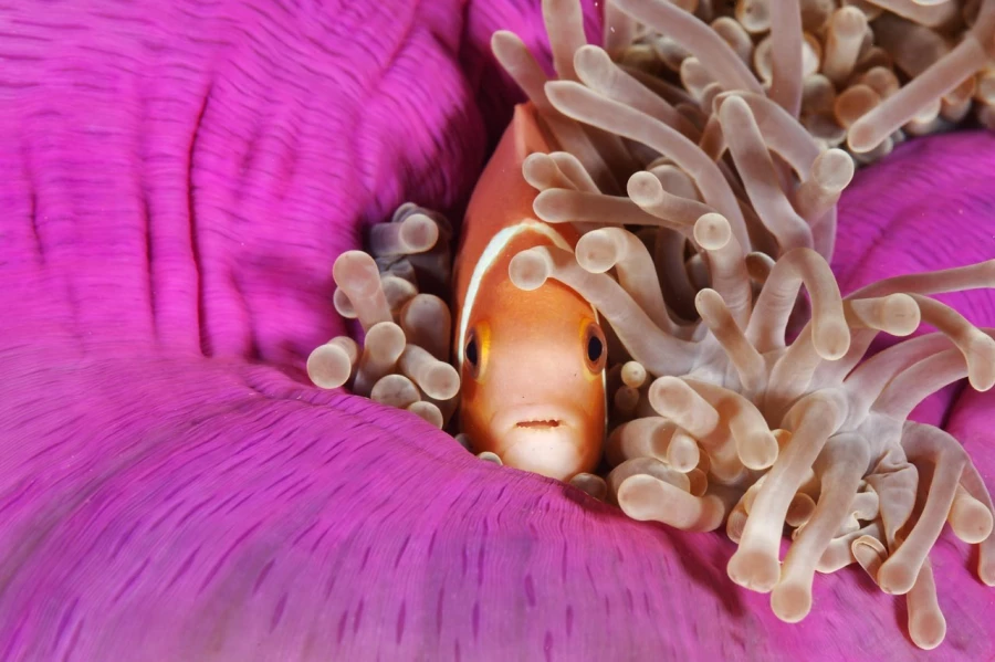 Amar Guillen underwater professional photographer