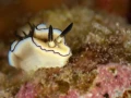 Amar Guillen underwater professional photographer