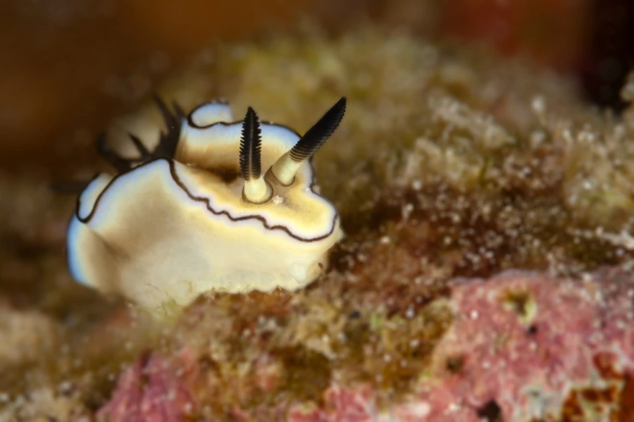 Amar Guillen underwater professional photographer