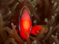 Amar Guillen underwater professional photographer