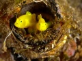 Amar Guillen underwater professional photographer