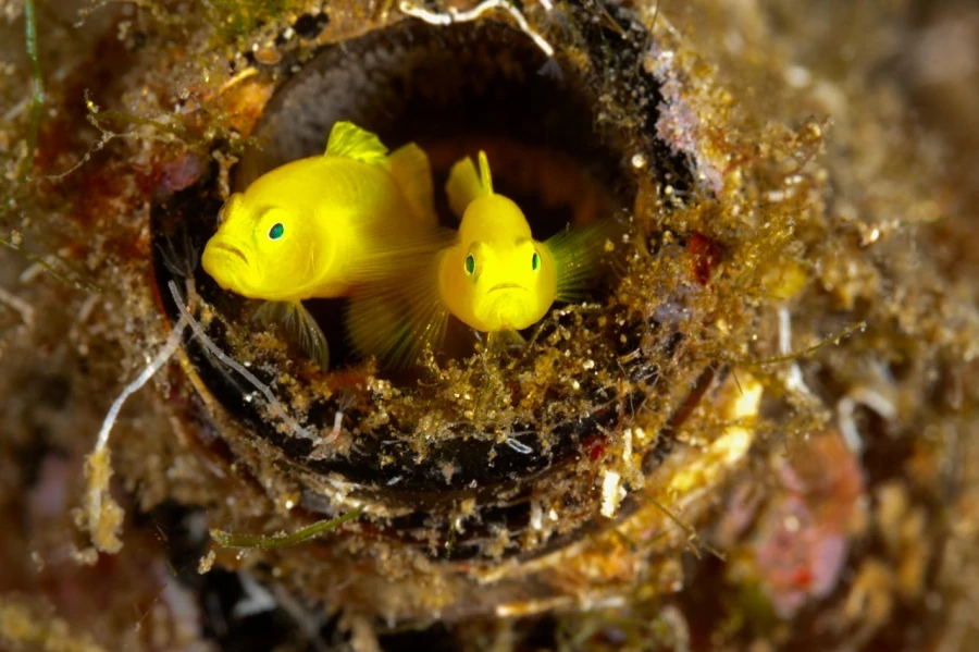 Amar Guillen underwater professional photographer