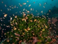 Amar Guillen underwater professional photographer
