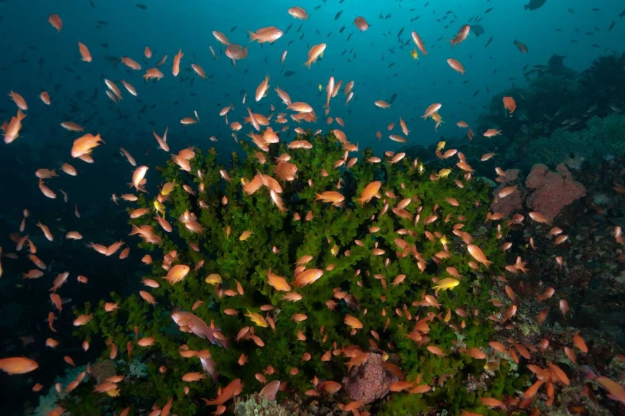 Amar Guillen underwater professional photographer