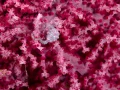 Amar Guillen underwater professional photographer