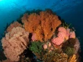 Amar Guillen underwater professional photographer