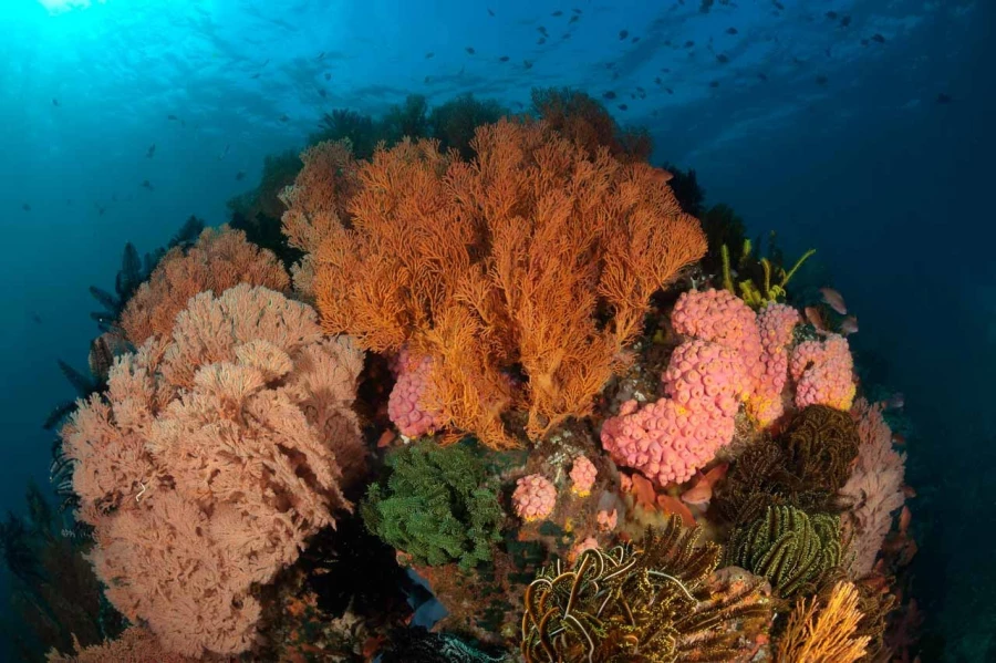 Amar Guillen underwater professional photographer