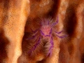 Amar Guillen underwater professional photographer
