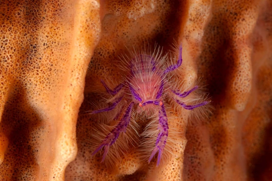 Amar Guillen underwater professional photographer