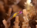 Amar Guillen underwater professional photographer