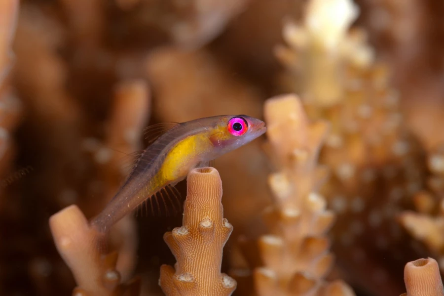 Amar Guillen underwater professional photographer