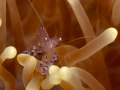 Amar Guillen underwater professional photographer
