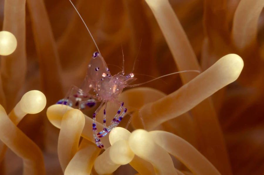 Amar Guillen underwater professional photographer