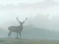 Cerf élaphe pendant le brame du cerf en Charente-Maritime