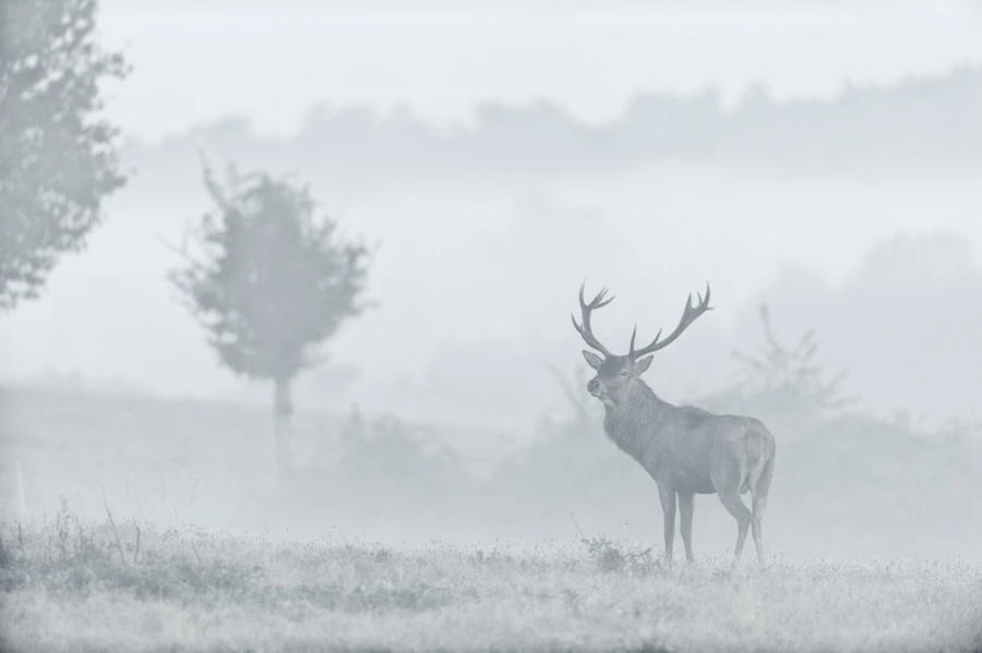 Cerf élaphe pendant le brame du cerf en Charente-Maritime