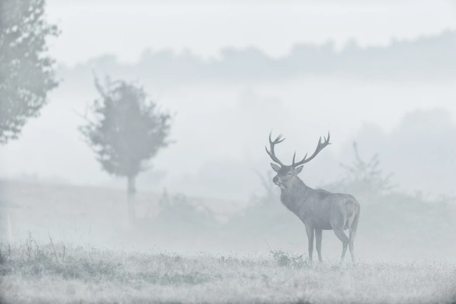 Red deer stag during the rut of the deer in France.