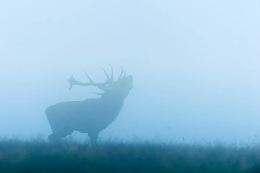 Cerf élaphe pendant le brame du cerf en Charente-Maritime